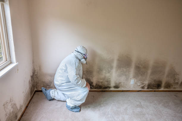 Best Residential Mold Remediation in Vermillion, SD